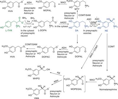 Metabolic energy decline coupled dysregulation of catecholamine metabolism in physiologically highly active neurons: implications for selective neuronal death in Parkinson’s disease